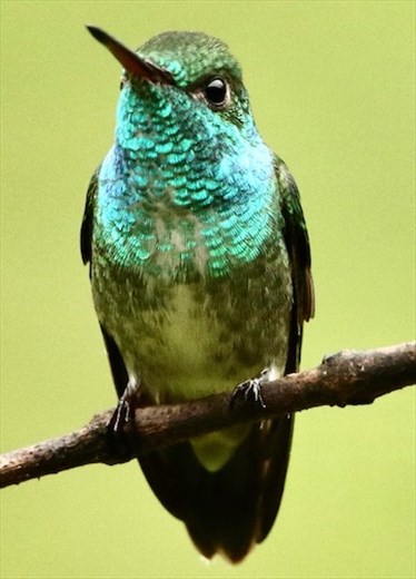 Versicolored Emerald, Jonathan's Feeders