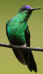 Violet-capped Woodnymph, Jonathan's Feeders: by graynomadsusa, Views[232]