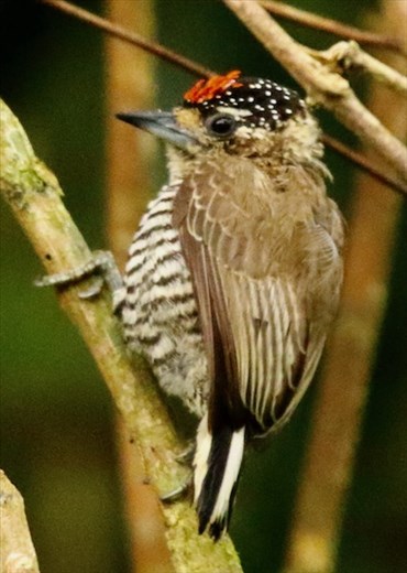 White-barred Piculet