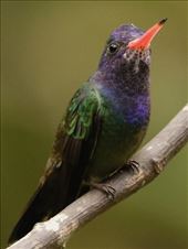 White-chinned Sapphire, Jonathan's Feeders: by graynomadsusa, Views[218]