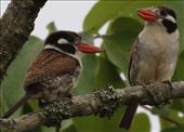 White-eared Puffbirds, Serra Cańastra: by graynomadsusa, Views[385]