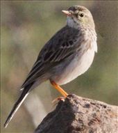 Berthelot's Pipit: by graynomadsusa, Views[284]