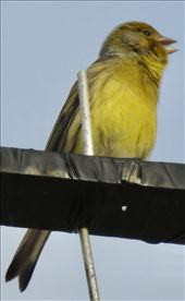 Atlantic or Island Canary, Canary Islands: by graynomadsusa, Views[304]