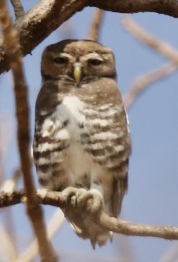 Forest Owlet, Tansa Forest