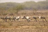 Hundreds of squawking Common Cranes: by graynomadsusa, Views[272]