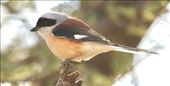 Bay-backed Shrike: by graynomadsusa, Views[265]