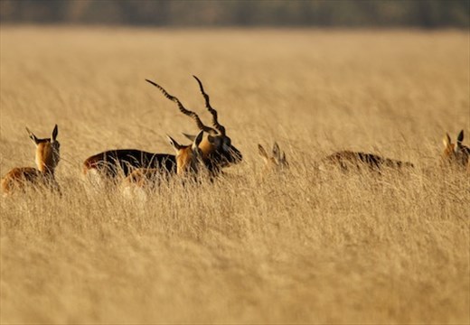Blackbuck keeping an eye on his harem, Tal Chappar