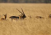 Blackbuck keeping an eye on his harem, Tal Chappar: by graynomadsusa, Views[226]