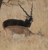 Pair of Blackbuck, Tal Chappar NP: by graynomadsusa, Views[270]
