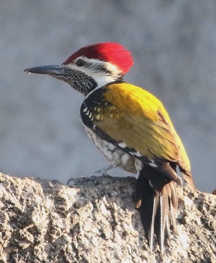 Black-rumped Flameback