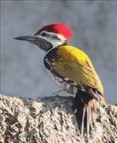 Black-rumped Flameback: by graynomadsusa, Views[286]