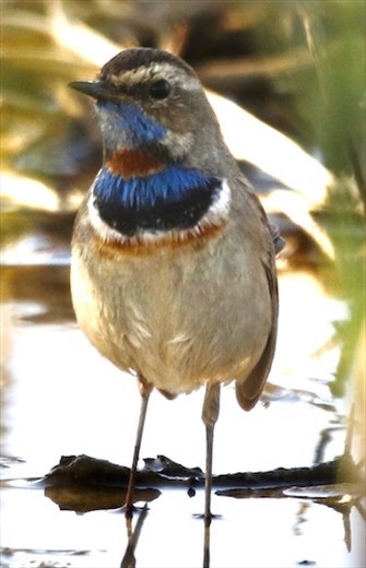 Bluethroat