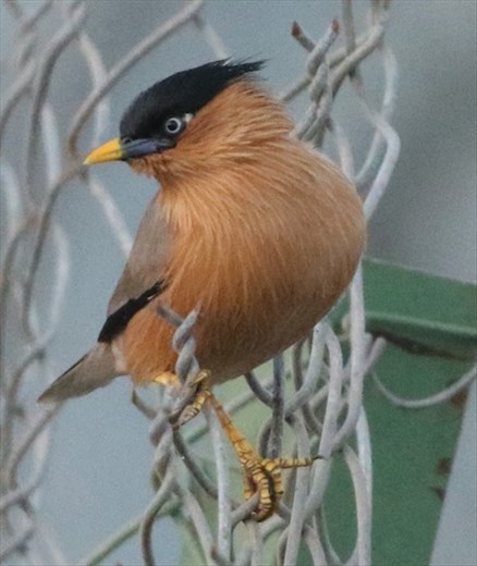 Brahminy Starling