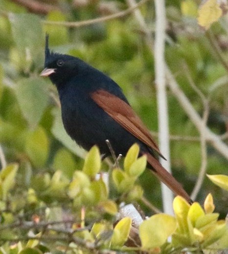 Crested Bunting