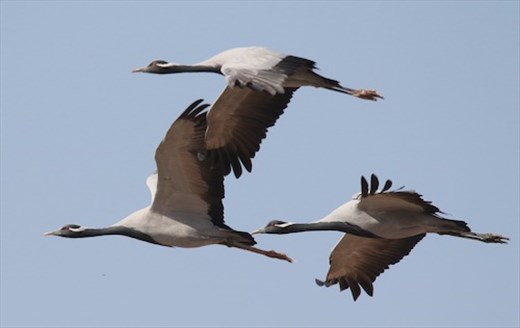 Demoiselle Cranes in Flight