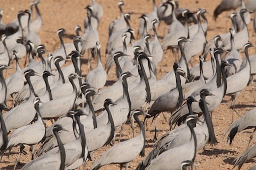 Demoiselle Cranes on Parade