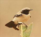 Desert Wheatear: by graynomadsusa, Views[237]