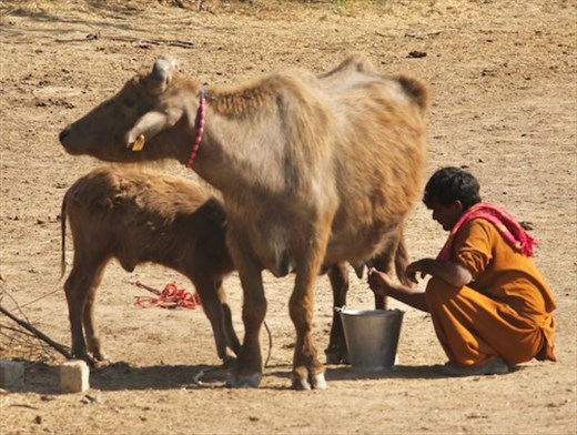 Buffalo doing double duty