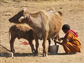 Buffalo doing double duty: by graynomadsusa, Views[77]