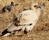 Egyptian Vulture, first in line for the Cow carcass: by graynomadsusa, Views[273]