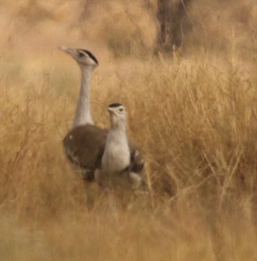 Great Indian Bustard