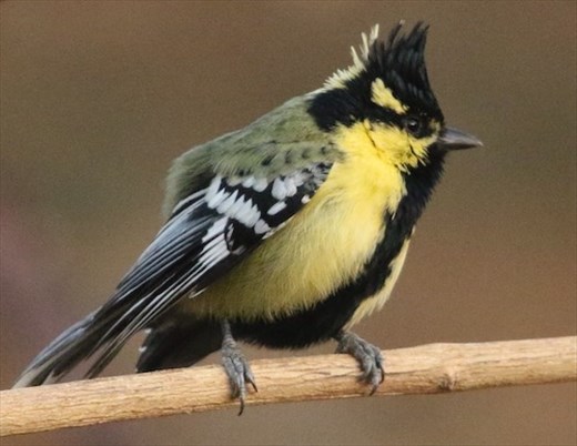 Indian Black-lored Tit