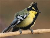 Indian Black-lored Tit: by graynomadsusa, Views[289]