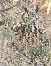 Look closely—Indian Eagle Owl: by graynomadsusa, Views[269]