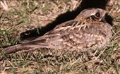 Indian Nightjar: by graynomadsusa, Views[268]