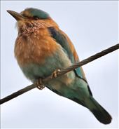 Indian Roller: by graynomadsusa, Views[234]