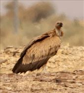 Indian Vulture: by graynomadsusa, Views[273]
