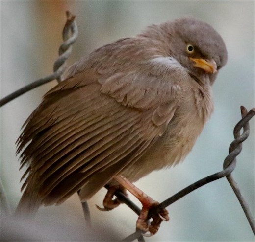 Angry Bird—Jungle Babler