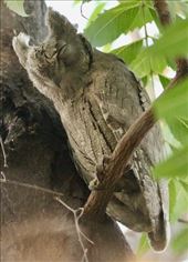 Pallid Stops Owl: by graynomadsusa, Views[223]