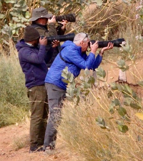 3 Cameras, 2 Indian Bustards,150 meters at f-6