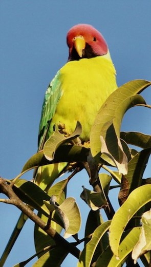 Plum-headed Parakeet