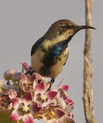 Purple Sunbird