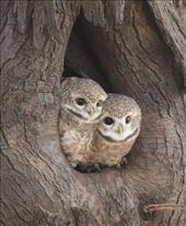 Spotted Owlet: by graynomadsusa, Views[252]