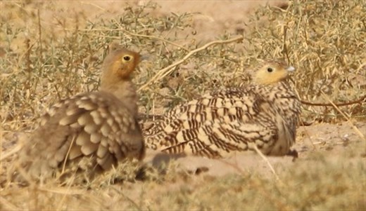 Spotted Sandgrouse