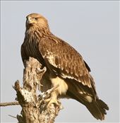 Steppe Eagle, Tal Chappar: by graynomadsusa, Views[270]