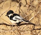 White-naped Tit: by graynomadsusa, Views[268]