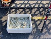 Big rods, little fish—Galata Bridge: by graynomadsusa, Views[251]