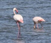 Flamingos find salt pans irresistible: by graynomadsusa, Views[188]