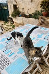 Two cats in the yard: by graynomadsusa, Views[281]