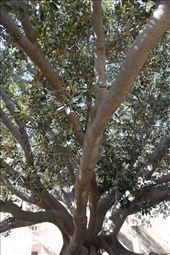 One honkin' Magnolia, Donnafrugata Castle: by graynomadsusa, Views[315]