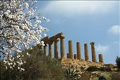 Temple of Hera and almond blossoms, Valley of the Temples, Agrigento: by graynomadsusa, Views[878]