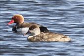 Red-crested Pochards, Reserva Natural de l'Aldufereta: by graynomadsusa, Views[272]