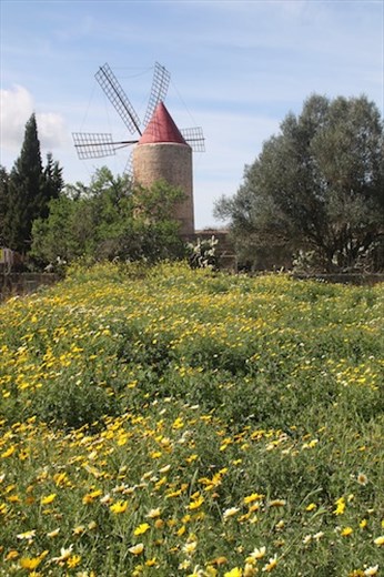 Algaida windmill from the farm side