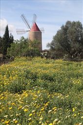 Algaida windmill from the farm side: by graynomadsusa, Views[303]