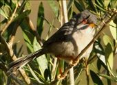 Balearic Warbler, another 