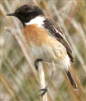 European Stonechat, Finca Sol Real: by graynomadsusa, Views[239]